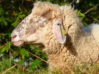 黑龙江发生疑羊炭疽疫情 已捕杀肉羊