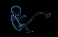 怀孕28周胎儿发育大小 怀孕期间的注意事项