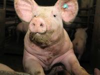 非洲猪瘟蔓延至中国，农业农村部要求与发生省相邻的省份暂停生猪跨省调运