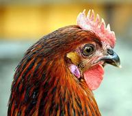 湖南凤凰禽流感 疫区所有活禽已进行扑杀和无害化处理