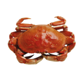 螃蟹和西红柿一起吃会产生剧毒  螃蟹与什么食物之间相克