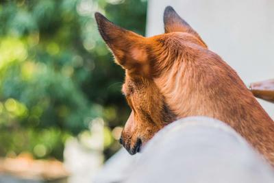 狂犬病毒空气存活时间 狂犬病的原因