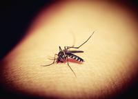 疟疾检测方法 疟疾的病因是什么