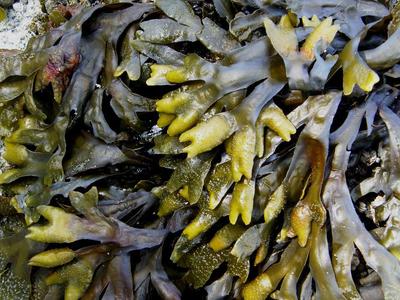 甲状腺结节患者能吃海带吗？