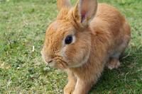胃癌术后兔子肉能吃吗  吃兔肉对肺癌患者的好处