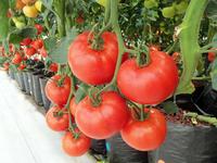 自制西红柿祛斑面膜 西红柿能美容养颜