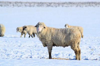 ​冬天吃羊肉进补的6大禁忌