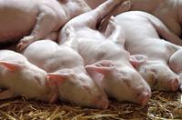 沈阳疑现非洲猪瘟 目前已处理了数百头猪情况并不严重