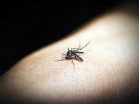 传播登革热蚊子是怎样的 感染登革热有什么症状