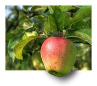 苹果炭疽病的防止方法 炭疽病的危害有哪些