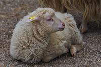 小米糠喂羊的营养价值