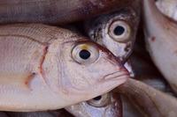 活血化瘀吃什么鱼    哪些食物也能起到活血化瘀的作用