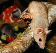 被实验鼠咬伤后如何处理 老鼠会传染6种疾病
