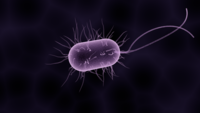 伤寒杆菌油镜观察  伤寒杆菌的致病因素是什么