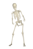 髌骨脱位要注意的事项 如何预防髌骨脱位