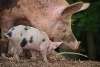 非洲猪瘟在罗马尼亚持续蔓延 ，经济损失或达数亿欧元
