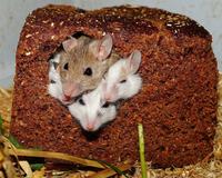 反式脂肪酸给小鼠会怎样    反式脂肪酸是什么
