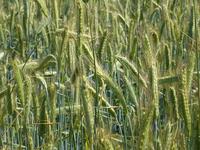 小麦其实是狗尾巴草