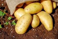土豆去黑眼圈吗 介绍土豆的作用和功效