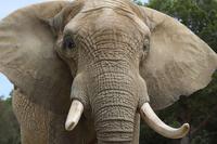 象牙粉的药用价值  如何保护大象