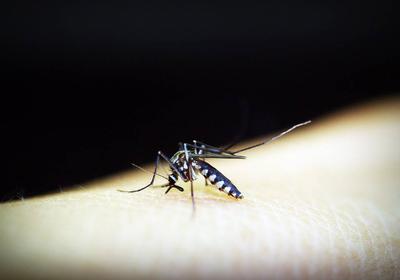蚊虫叮咬疤痕修复方法