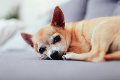 狗狗打完狂犬疫苗后注意事项打完狂犬疫苗的时间 打狂犬疫苗的副作用有哪些 健康资讯 快速问医生