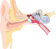 鼻咽癌舌头麻中耳炎怎么治 鼻咽癌中耳炎的发病原因