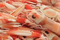 海白虾的副作用有哪些 介绍海白虾的相关知识