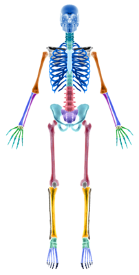 吃维生素几可以促进骨骼生长呢?