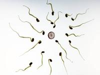 关于男性精子产生周期 男性精子质量标准是怎样的