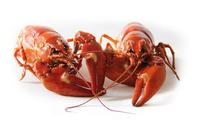 声带息肉能吃龙虾吗 声带息肉的危害严重吗