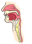 舌苔发白咽喉痛的原因 舌苔发白咽喉痛怎么治疗