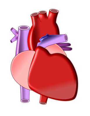 ​什么是心血管外科