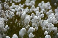 棉花的生长期最快于同类植物 棉花的生长条件