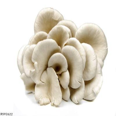 白癜风患者平时饮食可以多吃蘑菇吗？