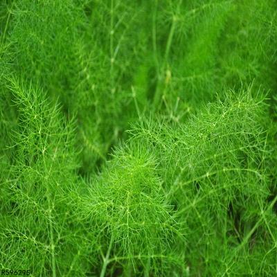 白癜风患者可以食用茴香吗？