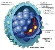 乙肝病毒表面抗原阴性是什么意思      乙肝病毒表面抗原阴性的注意事项