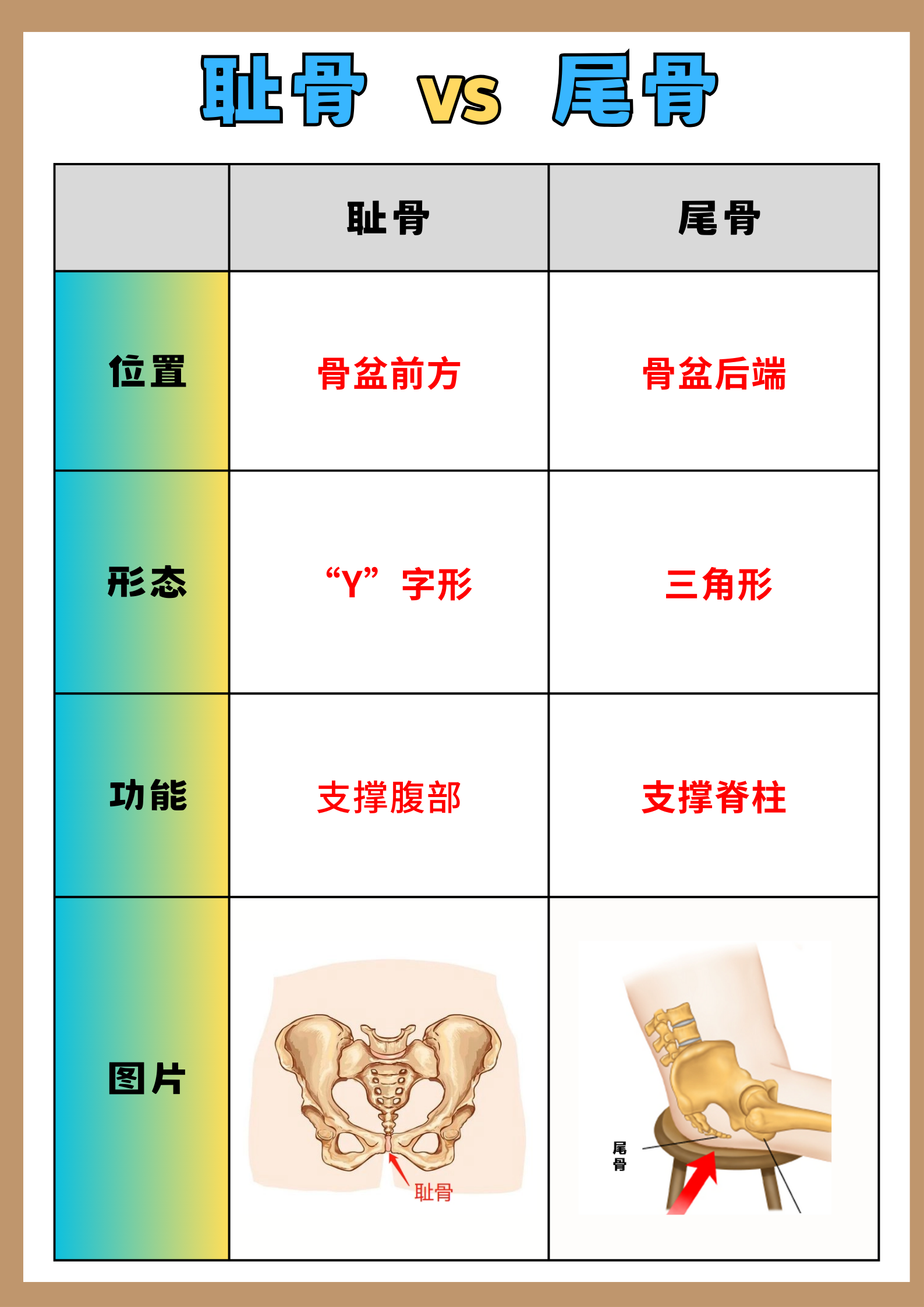 尾巴骨有个凸起骨头图片