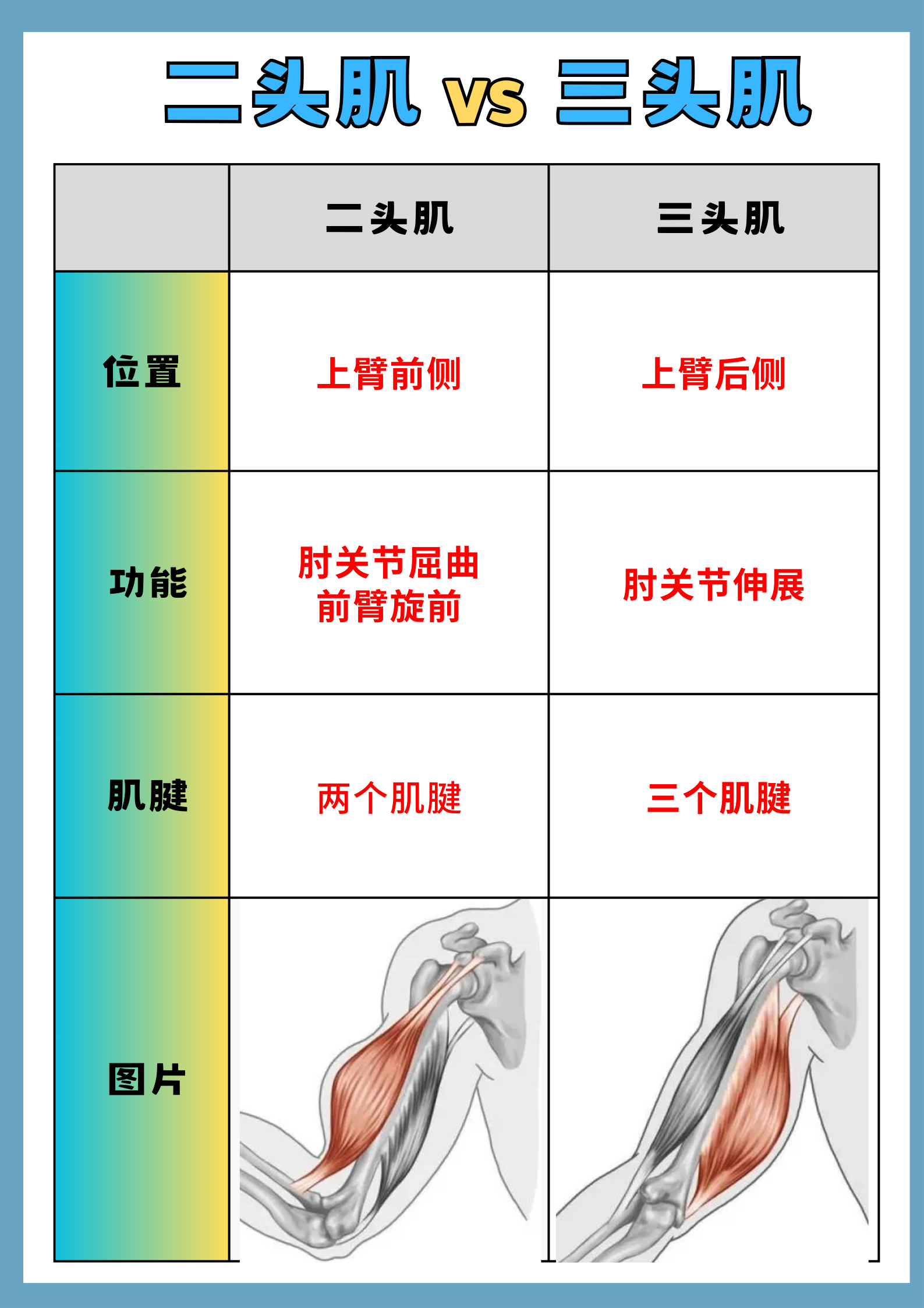 二头肌有两个肌腱,而三头肌有三个肌腱,在位置,功能,肌腱等方面有一些